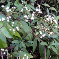 Ageratina riparia (Regel) R.M.King & H.Rob.